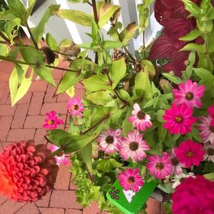 Meet your Posher, Juliette